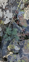 Lomatium tuberosum