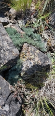 Lomatium tuberosum