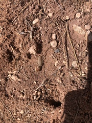 Paravaejovis confusus