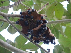 Sterculia apetala