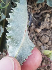 Crepis intermedia