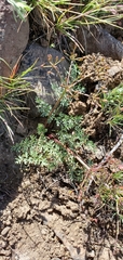 Lomatium canbyi