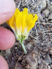 Crepis intermedia