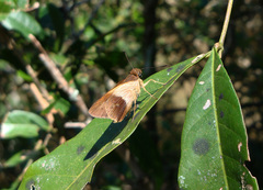 Calpodes triangularis