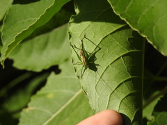Conocephalus ochrotelus