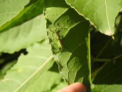 Conocephalus ochrotelus