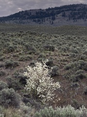Amelanchier cusickii