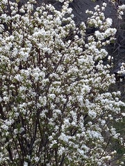Amelanchier cusickii