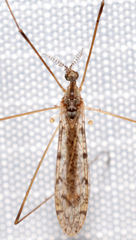 Rhipidia maculata