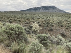 Amelanchier cusickii