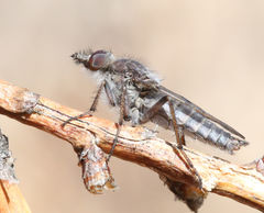 Tabuda varia