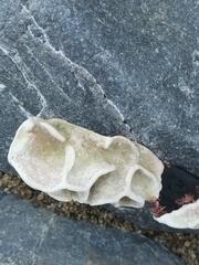 Lithophyllum carpophylli