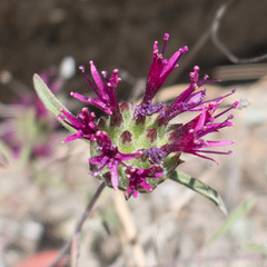 Monardella douglasii