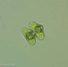 Staurodesmus dejectus