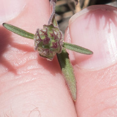 Monardella douglasii