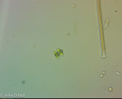 Staurodesmus dejectus