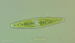 Closterium navicula