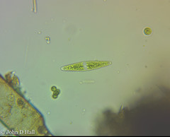 Closterium navicula