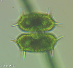 Xanthidium antilopaeum polymazum