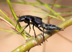 Platydracus violaceus