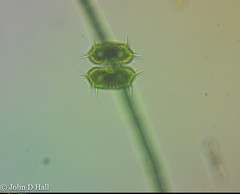 Xanthidium antilopaeum polymazum