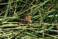 Junonia genoveva hilaris