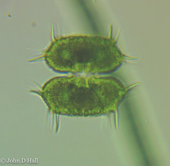 Xanthidium antilopaeum polymazum