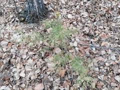 Pinus sylvestris