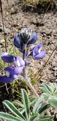 Lupinus saxosus