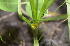 Hypoxis mexicana