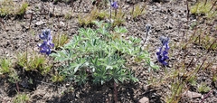 Lupinus saxosus