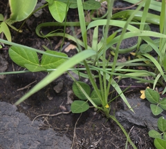 Hypoxis mexicana