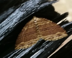 Anticlea multiferata