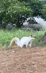 Sciurus niger