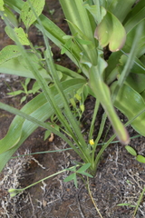 Hypoxis mexicana