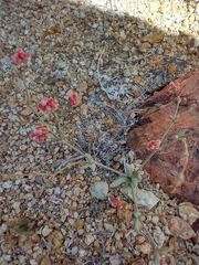 Eriogonum thurberi