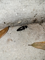 Ignelater havaniensis