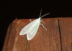 Eucereon vestalis