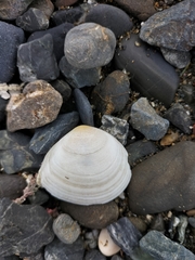 Pseudarcopagia disculus