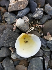 Pseudarcopagia disculus