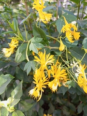 Tropaeolum seemannii