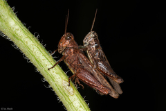 Acrididae