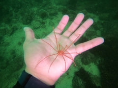 Stenorhynchus debilis