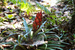 Tillandsia ponderosa