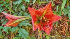 Hippeastrum glaucescens