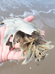 Vertebrata