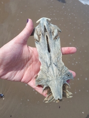 Vertebrata