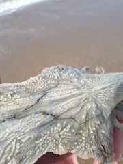 Vertebrata
