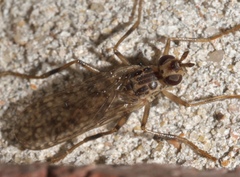 Boreothrinax maculipennis