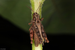 Acrididae